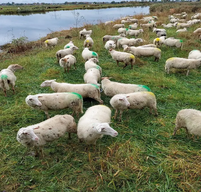 schapen wandelen